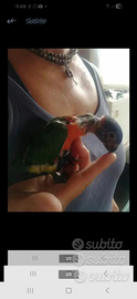 Lory lori allevati a mano
