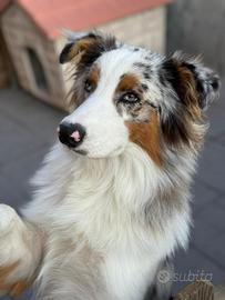 Pastore australiano con pedigree per monta