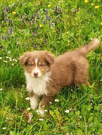 Cuccioli pastore australiano Australian shepherd