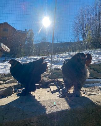 Bramha e croad langashan