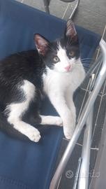 GATTO SMARRITO A CHIATONA 