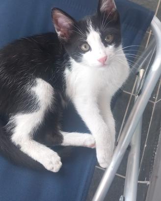 GATTO SMARRITO A CHIATONA 