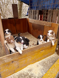 Cuccioli di pastore australiano
