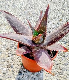aloe ornamentale 