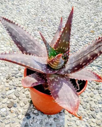 aloe ornamentale 
