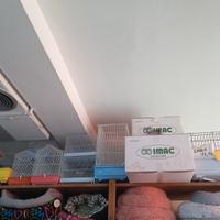 gabbie uccelli e conigli nuove