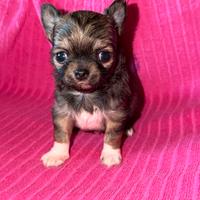 Chihuahua gioiellino