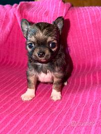 Chihuahua gioiellino