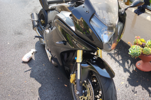 Honda CBR 600 f 2013