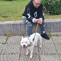 Lavapiatti / aiuto cuoco