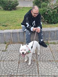 Lavapiatti / aiuto cuoco