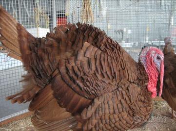 Tacchino Rosso di Borbone