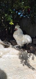 Coppia di galline Moroseta
