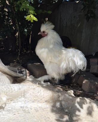 Coppia di galline Moroseta