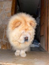 Chow Chow