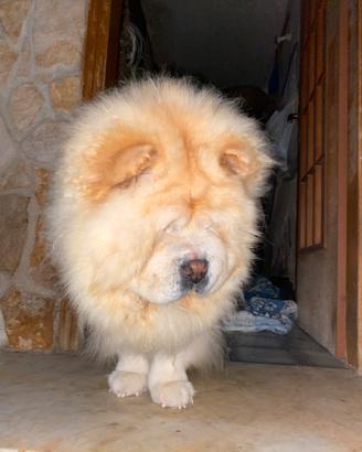 Chow Chow