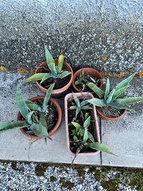 Agave di diverse dimensioni