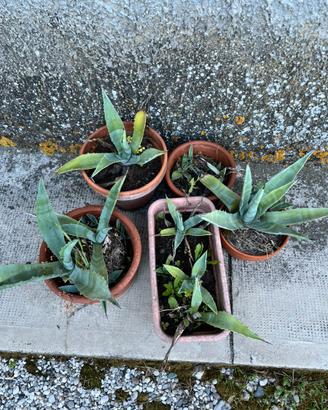 Agave di diverse dimensioni