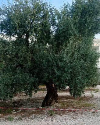 alberi