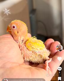 Inseparabile Fischer Lutino