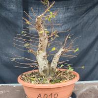 pre bonsai olmo Jacqueline hiller 