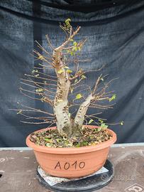 pre bonsai olmo Jacqueline hiller 