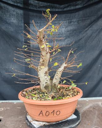 pre bonsai olmo Jacqueline hiller 