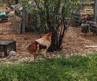 Galline Ornamentali Auracana