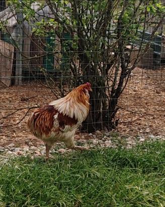 Galline Ornamentali Auracana