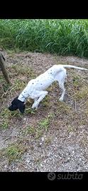 Bracco pointer da tartufi
