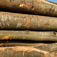 Legna da ardere fresca tagliata e spaccata