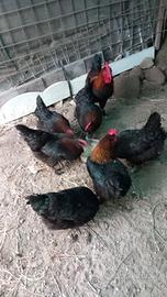 Marans