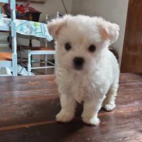 Maltese toy femminuccia