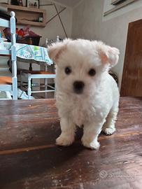 Maltese toy femminuccia