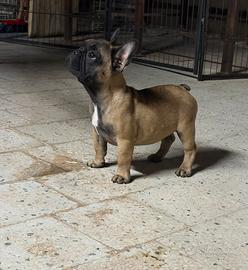 Bulldog francese
