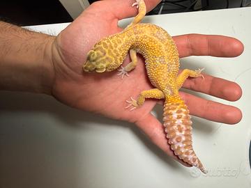 Geco leopardino
