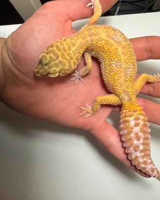 Geco leopardino