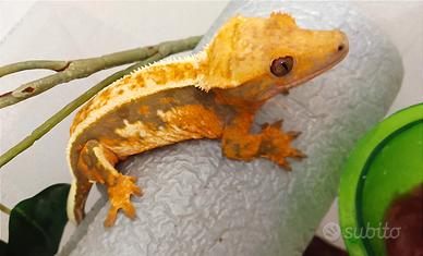 Geco Ciliatus femmina