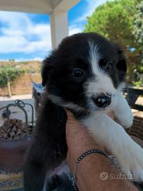 Border collie cucciola