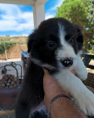 Border collie cucciola