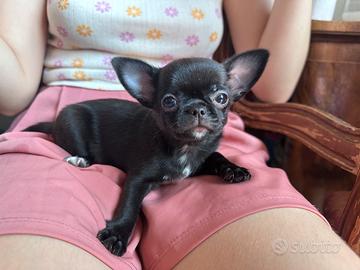 Cucciola di chihuahua