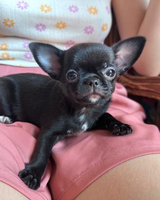 Cucciola di chihuahua