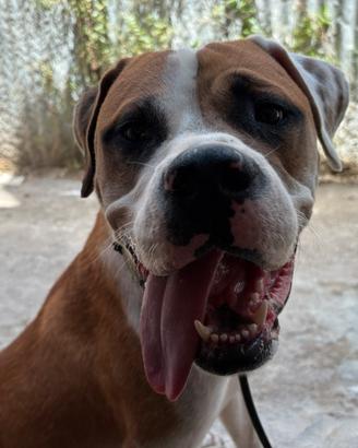 Cane amstaff/pitbull per monta Palermo
