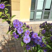 pianta lycianthes rantonnetii h 40 45 cm vaso 14