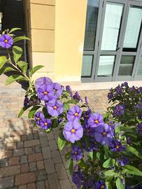 pianta lycianthes rantonnetii h 40 45 cm vaso 14