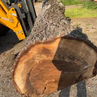 Tronco legno noce