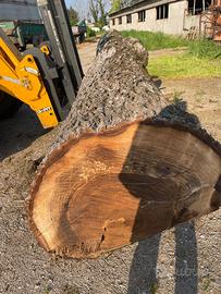 Tronco legno noce