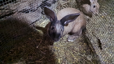 Coniglio