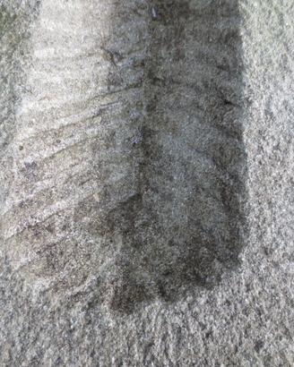Arenaria scolpita