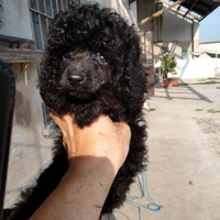 Barboncino toy per accoppiamenti